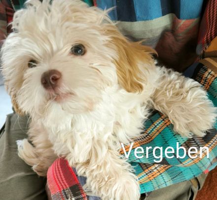 Nur 1 Rüde in crem & eine Hündin  dark chocolate & tan crem