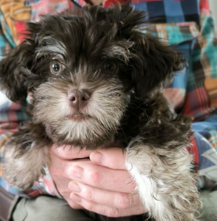 Nur 1 Rüde in crem & eine Hündin  dark chocolate & tan crem