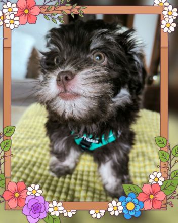 Nur 1 Rüde in crem & eine Hündin  dark chocolate & tan crem