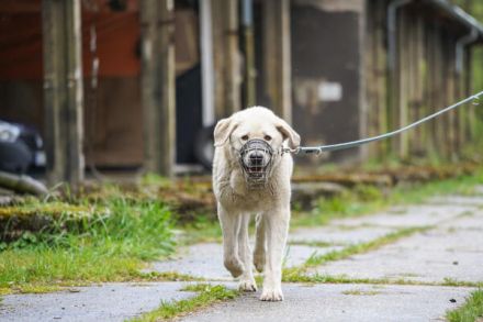 Basti , Mittelasiatischer Owtscharka-Mix, geb. 2018, Riesenbaby sucht Lebensplatz mit Aufgabe