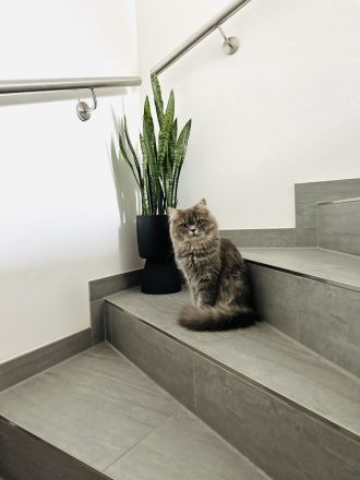 Deckkater BLH BKH Tabby Blue Britisch Langhaar LDK Regen/Deggendorf