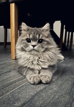 Deckkater BLH BKH Tabby Blue Britisch Langhaar LDK Regen/Deggendorf