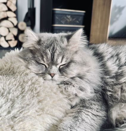 Deckkater BLH BKH Tabby Blue Britisch Langhaar LDK Regen/Deggendorf