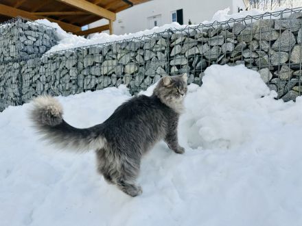 Deckkater BLH BKH Tabby Blue Britisch Langhaar LDK Regen/Deggendorf
