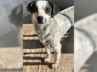 Ängstliche Honey mit den Panda-Augen