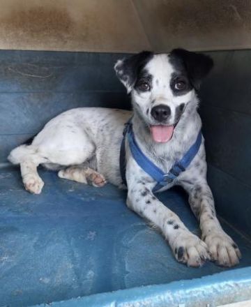 Ängstliche Honey mit den Panda-Augen