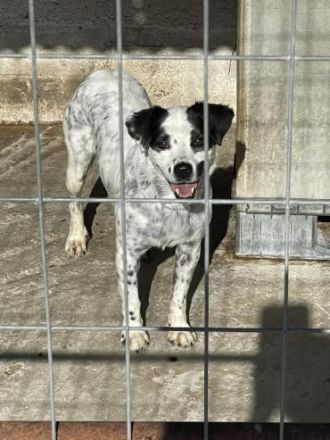 Ängstliche Honey mit den Panda-Augen