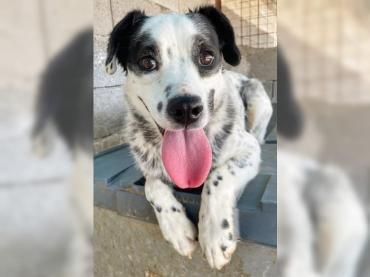 Ängstliche Honey mit den Panda-Augen