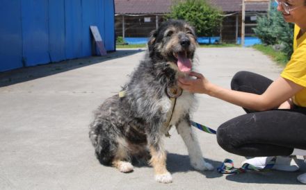 Zodi wünscht sich ein Zuhause!