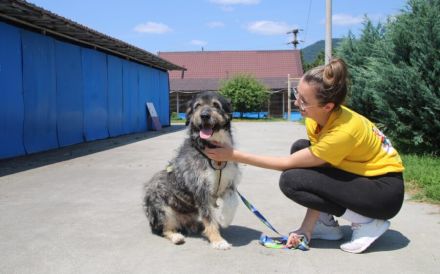 Zodi wünscht sich ein Zuhause!