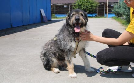 Zodi wünscht sich ein Zuhause!