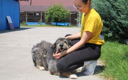 Zodi wünscht sich ein Zuhause!