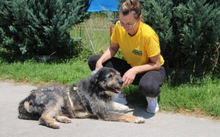 Zodi wünscht sich ein Zuhause!