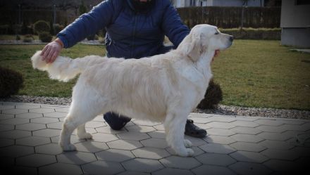 Zwei Golden Retriever Welpen zu verkaufen