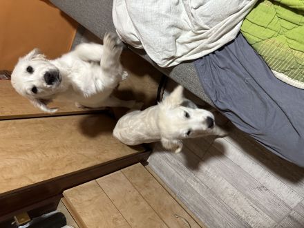 Zwei Golden Retriever Welpen zu verkaufen