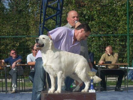 Zwei Golden Retriever Welpen zu verkaufen