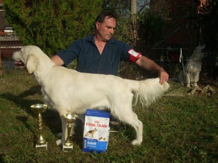 Zwei Golden Retriever Welpen zu verkaufen