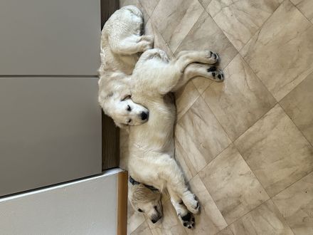 Zwei Golden Retriever Welpen zu verkaufen