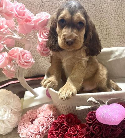 Amerikanische Cockerspaniel Welpen