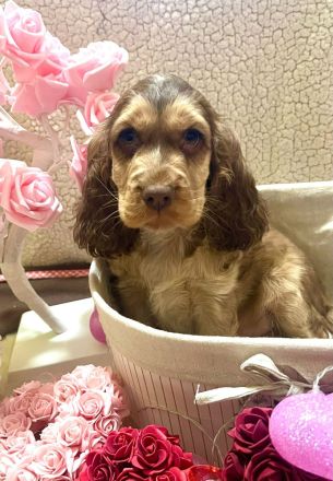 Amerikanische Cockerspaniel Welpen