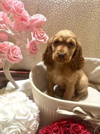 Amerikanische Cockerspaniel Welpen