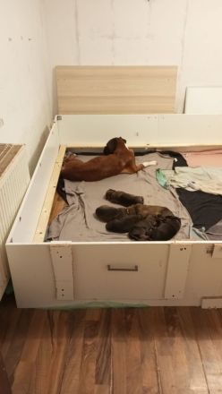 2 Fellnasen suchen ein neues Zuhause