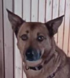 Emily, ca. 40cm, a.d.Tierschutz, sucht Herzensmenschen