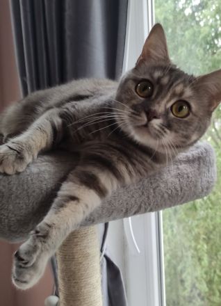 Maine Coon & BKH Mix Kitten