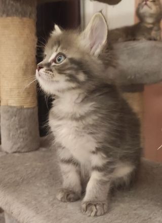 Maine Coon & BKH Mix Kitten
