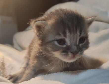 Maine Coon & BKH Mix Kitten