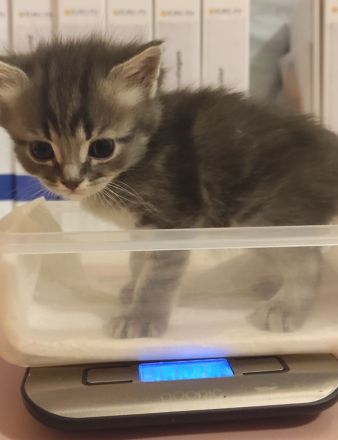 Maine Coon & BKH Mix Kitten