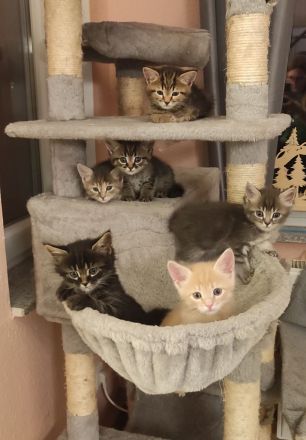 Maine Coon & BKH Mix Kitten