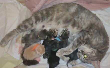 Maine Coon & BKH Mix Kitten