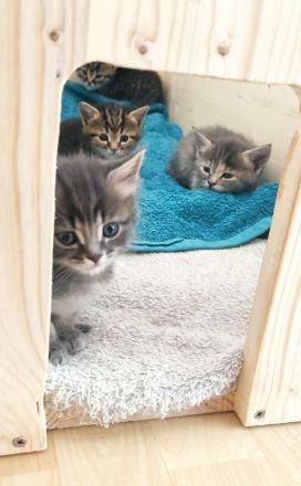 Maine Coon & BKH Mix Kitten