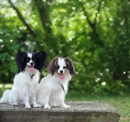 Von der Schmetterlingsliebe