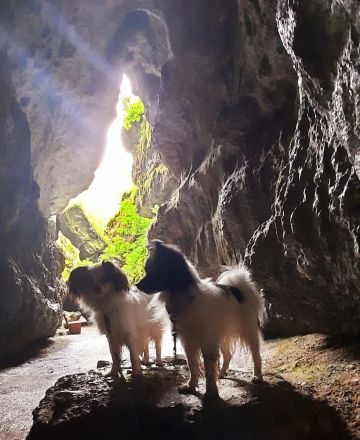 Von der Schmetterlingsliebe