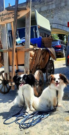 Von der Schmetterlingsliebe