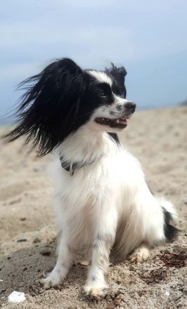 Von der Schmetterlingsliebe