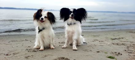 Von der Schmetterlingsliebe