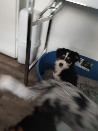 2 Jungs, Australien Shepherd, auf der Suche nach eine tollem Zuhause