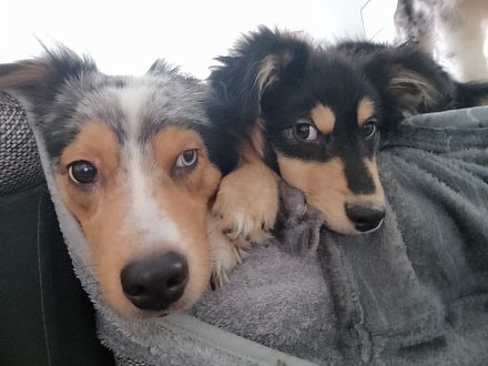 2 Jungs, Australien Shepherd, auf der Suche nach eine tollem Zuhause