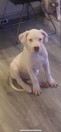 Reinrassiger American Bulldog 15 Wochen alt