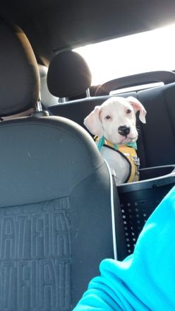 Reinrassiger American Bulldog 15 Wochen alt