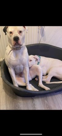 Reinrassiger American Bulldog 15 Wochen alt