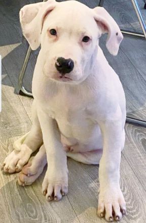 Reinrassiger American Bulldog 15 Wochen alt