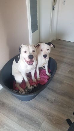 Reinrassiger American Bulldog 15 Wochen alt