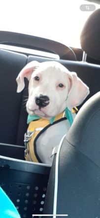 Reinrassiger American Bulldog 15 Wochen alt