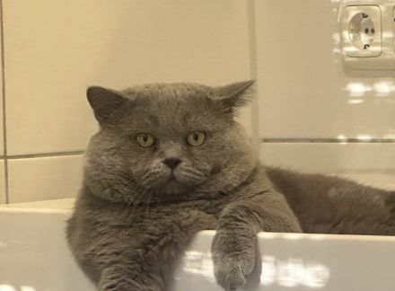 Deckkater Bkh im Blau