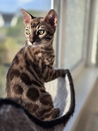 Bengalkitten reinrassig