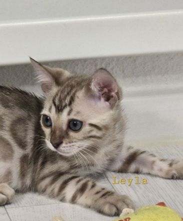 Bengalkitten reinrassig